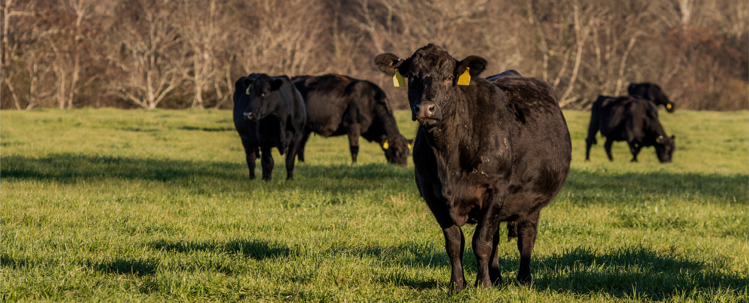 Cattle grazing on open Canadian pasture surrounded by autumn trees – ethically raised livestock supporting sustainable meat production