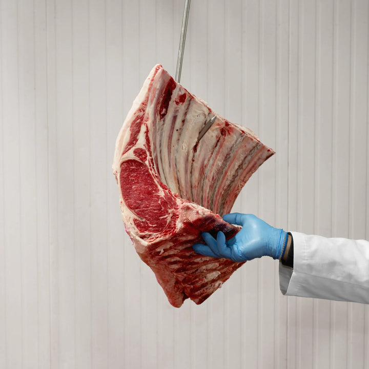 Whole bone-in prime rib roast with marbled meat hanging, perfect for a special meal.