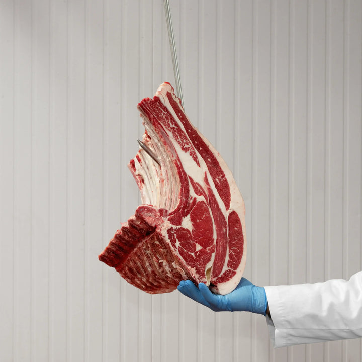 Whole bone-in prime rib roast with marbled meat hanging, perfect for a special meal.